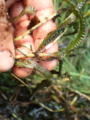 Potamogeton gramineus