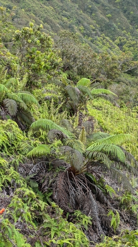 Sadleria cyatheoides observed 2025-04-16