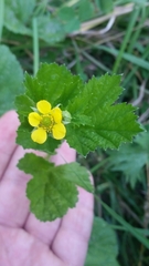Geum macrophyllum perincisum