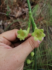 Prochnyanthes mexicana