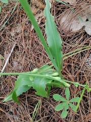Prochnyanthes mexicana