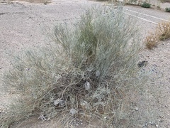 Psorothamnus scoparius