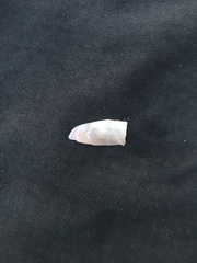 Solecurtus strigilatus