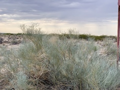 Psorothamnus scoparius