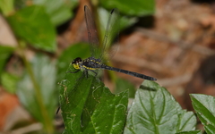 Agrionoptera longitudinalis biserialis