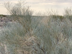 Psorothamnus scoparius