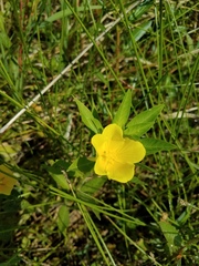 Ludwigia peploides montevidensis