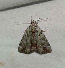 Catocala praeclara