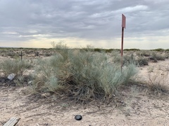 Psorothamnus scoparius