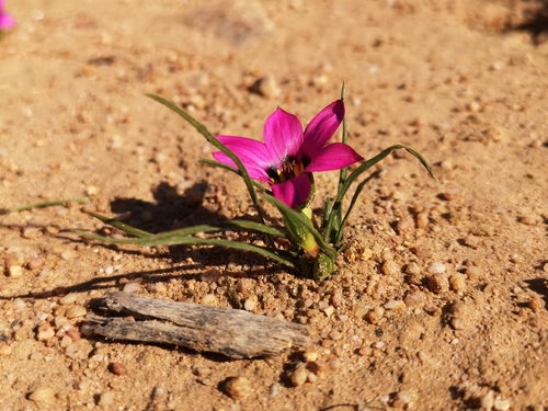 Romulea rosea iNat (3)