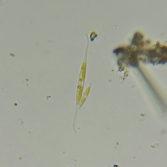 Nitzschia reversa