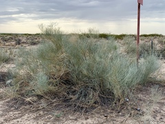 Psorothamnus scoparius