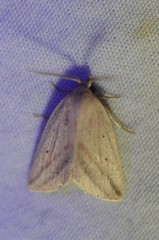 Amolita obliqua