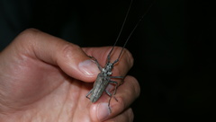 Monochamus notatus