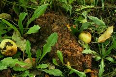 Ursus americanus eremicus