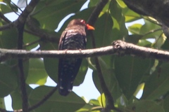 Chrysococcyx xanthorhynchus