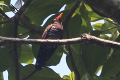 Chrysococcyx xanthorhynchus