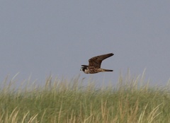 Falco peregrinus anatum