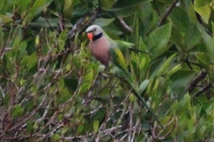 Psittacula alexandri abbotti