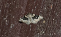 Epirrhoe galiata