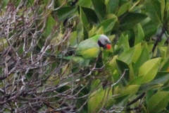 Psittacula alexandri abbotti