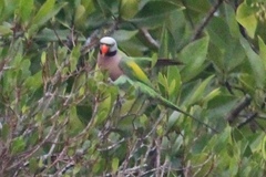 Psittacula alexandri abbotti