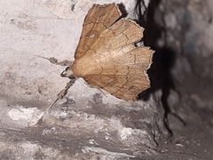 Egnasia mesotypa