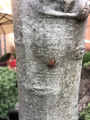Araneus diadematus