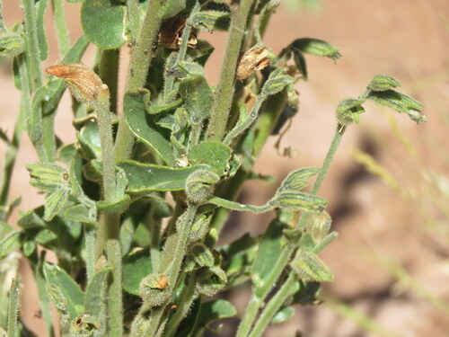 Nicotiana undulata, photograph 4