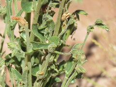 author not stated, no rights reserved Nicotiana undulata, photograph author not stated, no rights reserved