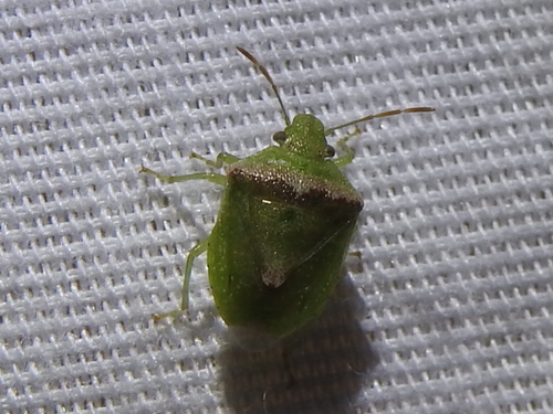 Antigua Stink Bug photo 2