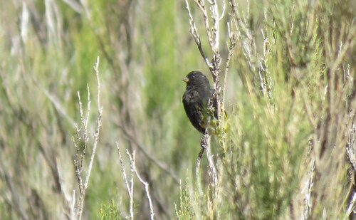 Black Siskin (Spinus atratus), photo 9