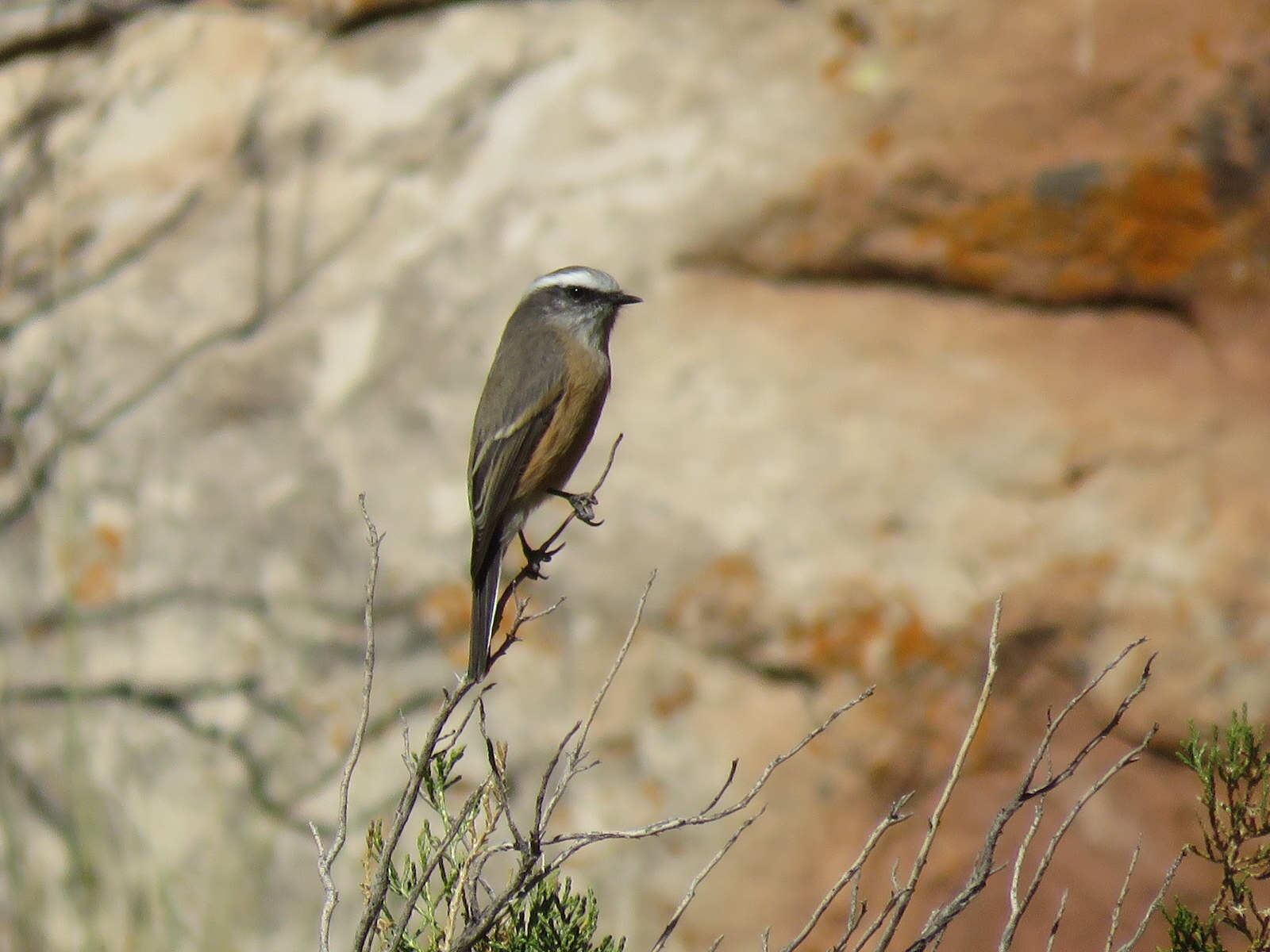 D'Orbigny's Chat-Tyrant (Ochthoeca oenanthoides), photo 9