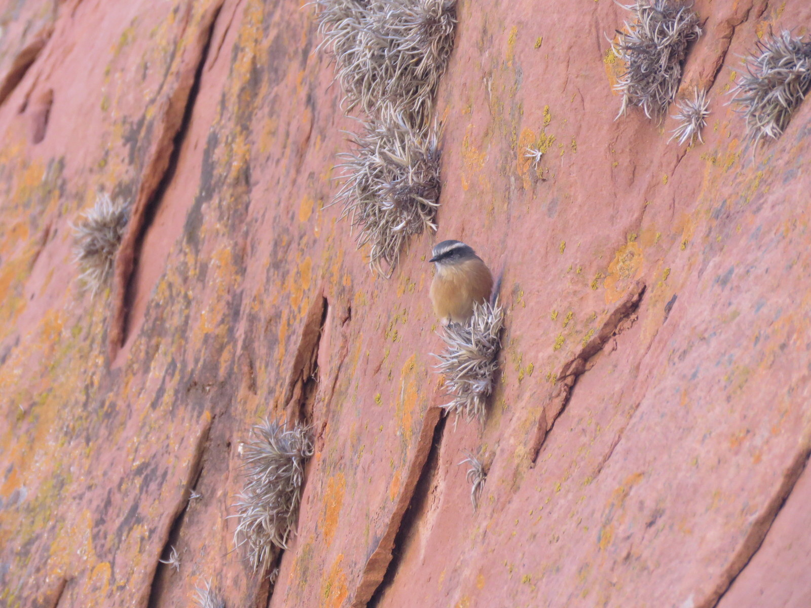 D'Orbigny's Chat-Tyrant (Ochthoeca oenanthoides), photo 10