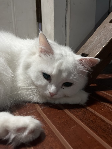 Domestic Cat