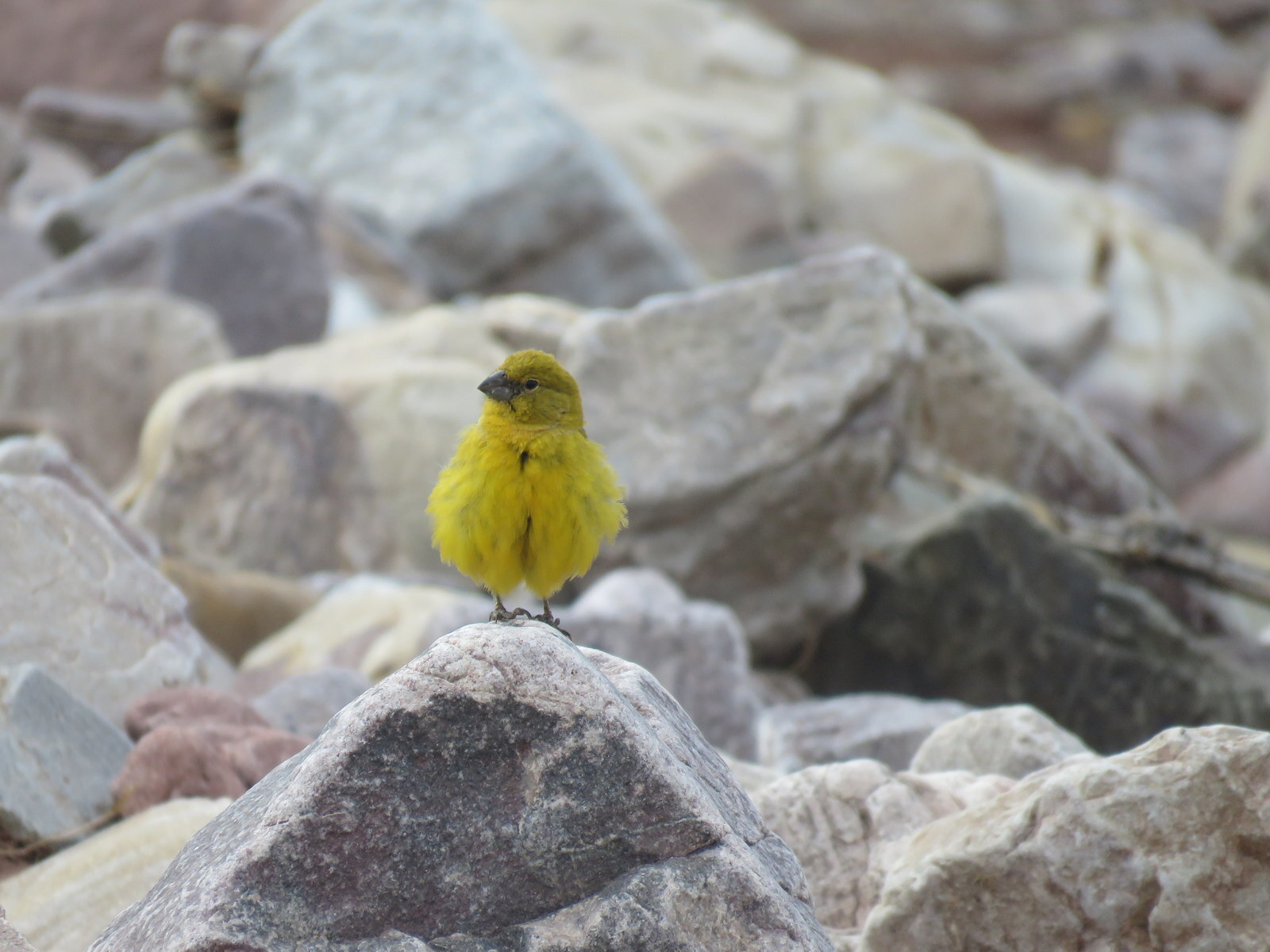 Puna Yellow Finch (Sicalis lutea), photo 2