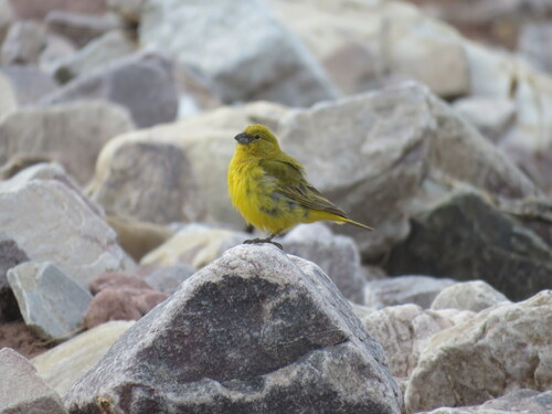 Puna Yellow Finch (Sicalis lutea)