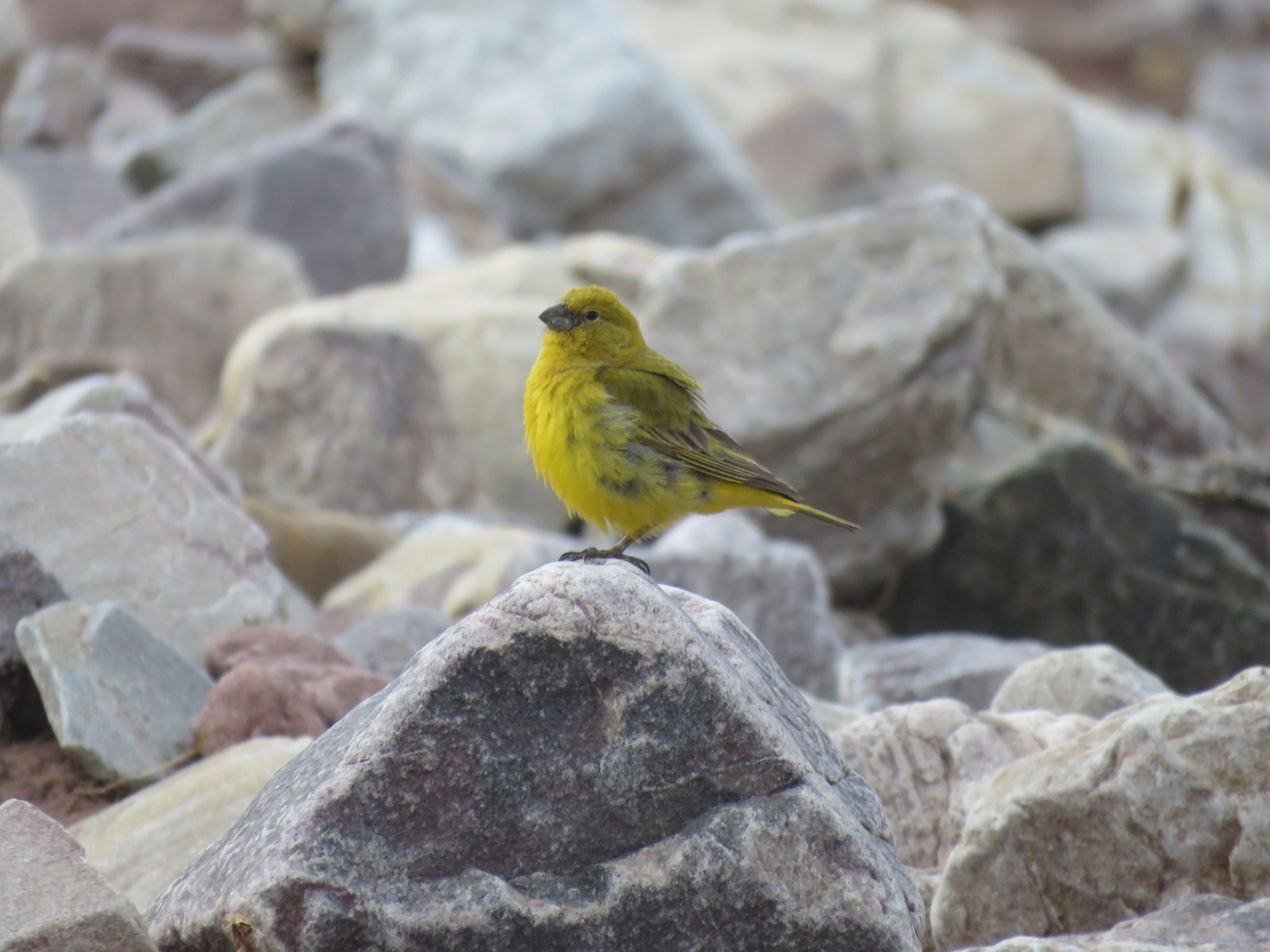 Puna Yellow Finch (Sicalis lutea), photo 1