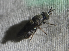 Dicyphoma schaefferi