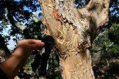 Ursus americanus eremicus