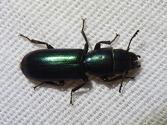 Temnoscheila acuta