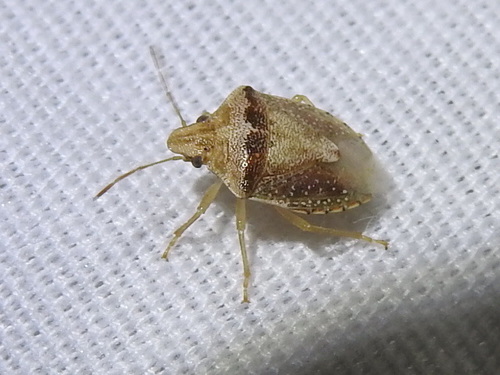Antigua Stink Bug photo 3