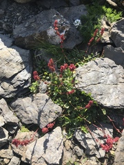 Rumex nivalis