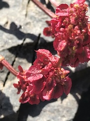 Rumex nivalis