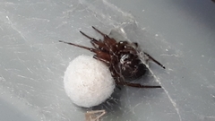 Steatoda nobilis