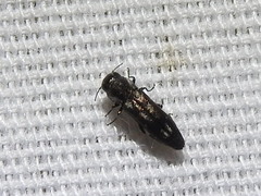 Agrilus bentseni