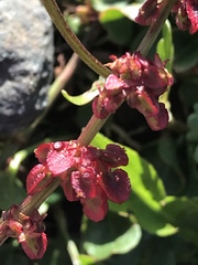 Rumex nivalis