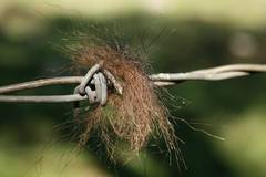 Ursus americanus eremicus