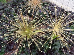Allium schubertii