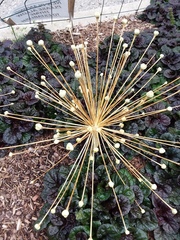 Allium schubertii